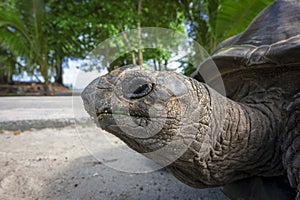 Portrait of an old Aldabra giant tortoise