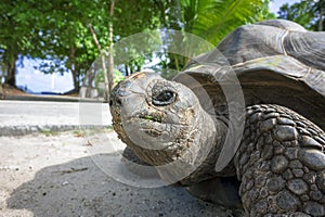 Portrait of an old Aldabra giant tortoise