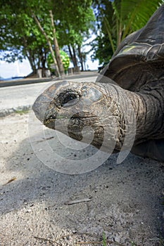 Portrait of an old Aldabra giant tortoise