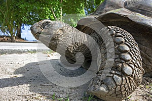 Portrait of an old Aldabra giant tortoise