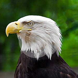 Portrait of an Old Bald Eagle