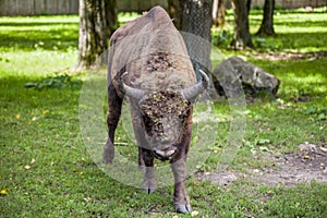 Portrait of an old bison , Bialowieza National Park