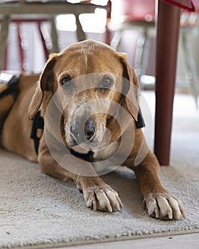 Portrait of an old blonde dog with white hair around the eyes and nose lying underneath a dining table