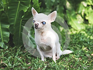 Old  chihuahua dog with blind eyes sitting in the garden with morning sunlight