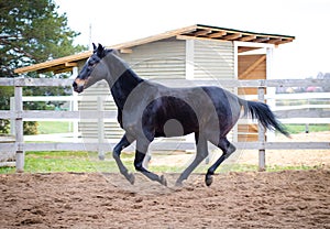 Old dark bay eventing gelding horse photo
