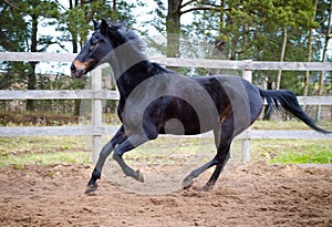 Old dark bay eventing gelding horse galloping in paddock photo
