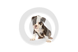 Portrait of an Old English Bulldog puppy sitting isolated against a white background