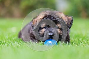 Portrait of an Old German Shepherd puppy with a ball