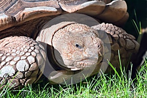 Portrait of old giant turtle