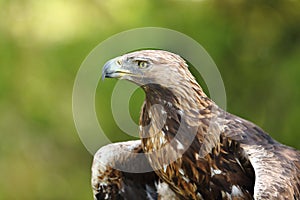 Portrait of an old golden eagle