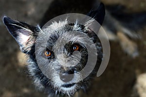 Portrait of an old gray-haired dog with devoted eyes