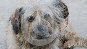 Portrait of an old homeless dog on the street