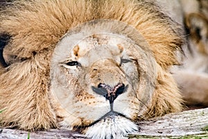 Portrait of an old male lion