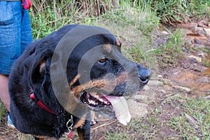 A portrait of an old male Rottweiler on a walk in the country