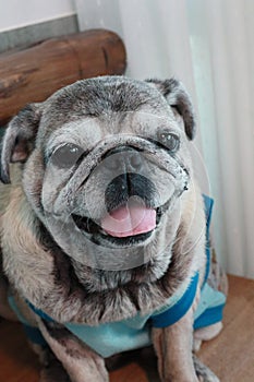 Portrait of an old pug dog Cute fat dog Sitting, smiling happy, seeing funny teeth on a wooden table,