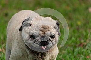 Portrait of old pug dog with white hairs standing on grass ground