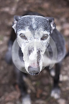 Portrait of old rescued grey-haired greyhound