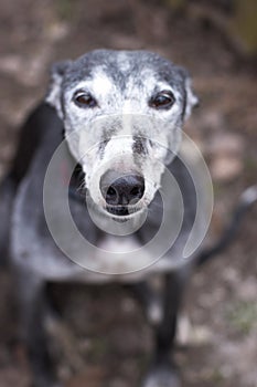 Portrait of old rescued grey-haired greyhound