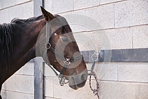 Portrait of an old sad chestnut horse in stall.