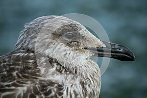 Portrait of an old seagull. He sits on the beach and watches the sea