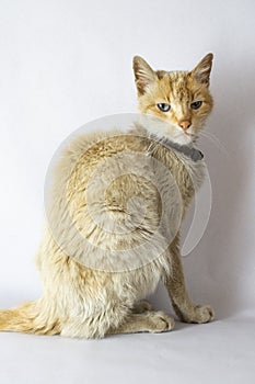 Portrait of an old sick cat on white