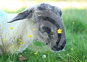Portrait of old speckle-faced ewe sheep lying in shade on field