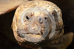 A portrait of an old turtle peering out of a shell