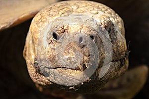 A portrait of an old turtle peering out of a shell photo