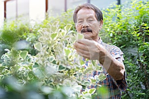 Portrait of an older Asian man with take care and pruning a bush in his garden on a sunny day with sun flare