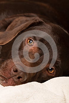 portrait of an older chocolate colored labrador lying down