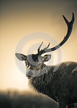 Portrait Of One Antler Red Deer Stag