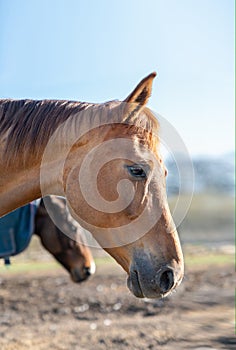 Portrait of one beautiful breeding brown horse