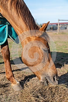 Portrait of one beautiful breeding brown horse eating hay