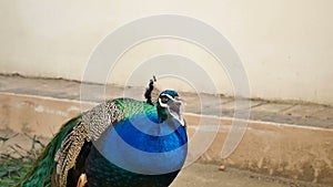 Portrait of One Beautiful Peacock with Colourful Long Tail in the Zoo. Male Peafowl is Screaming Looking at the Camera