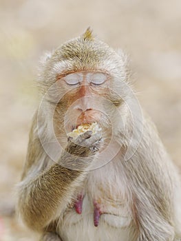 Portrait , one brown monkey or Macaca in a nature park it is close one`s eyes sit and eat delicious corn enjoy happy alone. In