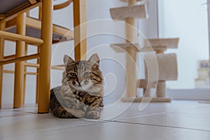 Portrait of one cat lying on the floor next to a table and chair. photo