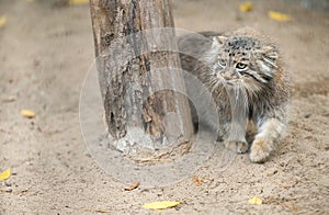Portrait of one cute Manul The Pallas cat or Otocolobus manul. Wild cat is sitting on the sand