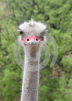 Portrait of one male ostrich looking directly at viewer