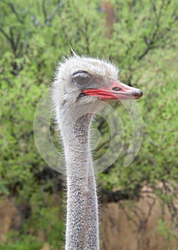 Portrait of one male ostrich looking to viewers right