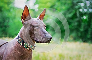 Portrait of one mexican hairless dog of xoloitzcuintli xolo breed in a collar,outdoors on summer sunny day