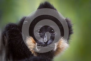 Portrait of one monkey close