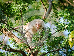 Portrait, one Monkey or Macaca alone climb on the tamarind tree tamarind. It looking shocked, afraid is bared, intimidating, ready