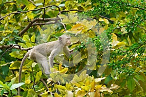 Portrait one monkey or Macaca monkey lives in the trees alone, looking for green tamarind leaves to eat for food it hungry at Khao