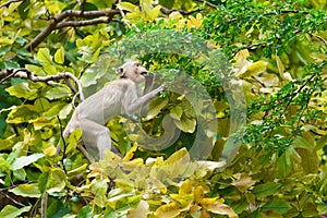 Portrait one monkey or Macaca monkey lives in the trees alone, looking for green tamarind leaves to eat for food it hungry at Khao