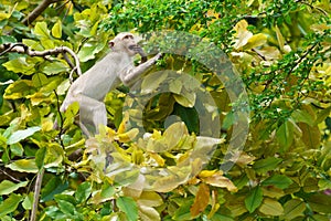 Portrait one monkey or Macaca monkey lives in the trees alone, looking for green tamarind leaves to eat for food it hungry at Khao