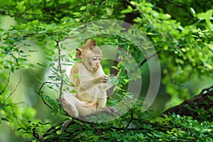 Portrait one monkey or Macaca sit alone on the tamarind tree it enjoys eating green leaves in the natural tropical forest at Khao