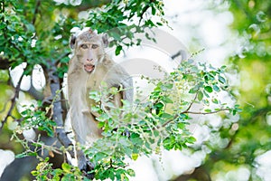 Portrait, one Monkey or Macaca sit alone on tamarind tree. It eye contact looking shocked, afraid is screaming, intimidate.