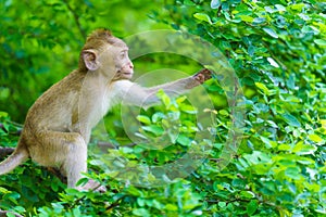 Portrait one monkey or Macaca sit alone on the tamarind tree it is looking for green leaves intently to feed in the natural at