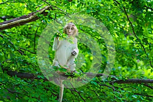 Portrait one monkey or Macaca sit alone on the tamarind tree it is looking for green leaves intently to feed in the natural at