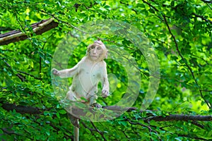 Portrait one monkey or Macaca sit alone on the tamarind tree it is looking for green leaves intently to feed in the natural at